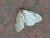 Epirrita sp.